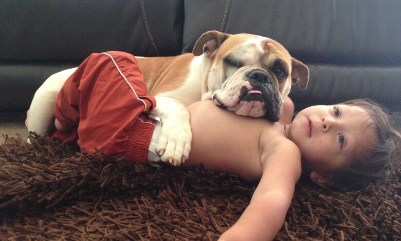 bulldog and baby