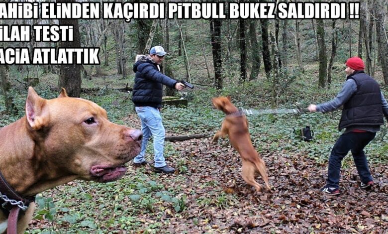 pitbull obedience