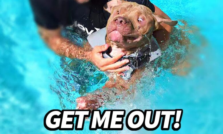 pitbull swims first time